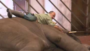 ARD/NDR LEOPARD, SEEBÄR & CO. FOLGE 81. Thorsten Köhrmann kuschelt mit dem Elefantenbullen Thai.