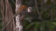 Das Gebiet des Amazonas ist einer der vielfältigsten Lebensräume unseres Planeten.