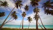 Kokospalmen wachsen auf der Insel Saona wild. Viele Einheimische leben vom Verkauf der Früchte.