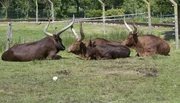 Watussirinder im Jaderpark.