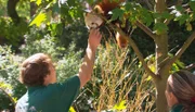 Tierpfleger Dave Nelde füttert die Pandabären aus der Hand.