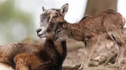 Das junge Mufflon ist hungrig und bettelt bei seiner Mutter nach Milch.