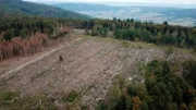 hr-fernsehen DER KAMPF UM DEN WALD, aus der Reihe "Erlebnis Hessen", Ein Film von Eckhard Braun und Uli Pförtner, am Dienstag um 20:15 Uhr. Fichten-Kahlschlag im Reinhardswald.