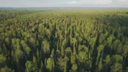 Dichte Nadelwälder und endlose Weite – die Taiga Sibiriens zählt zu den größten zusammenhängenden Waldgebieten der Erde.