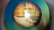Großmöwe: statt Küste oder See - Berlin, Mitte.
