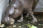 Party-Time in der Wilhelma! Das Zwergflusspferd Hannibal hat Geburtstag. Es wird 49 Jahre alt. Das ist Rekord! Das älteste Zoo-Flusspferd aller Zeiten wird mit einer riesigen Torte geehrt!