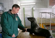 Seebärin Diana will sich bei Cheftierpfleger Conny (Thorsten Wolf), den sie während eines Tauchganges im Seebärengehege angegriffen hatte, „entschuldigen“. Doch Conny weiß nicht, ob er dem Frieden wirklich trauen kann.