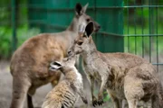 Eine Überraschung der besonderen Art erwartet Tierpflegerin Heike Wegener bei der Beuteltier-Gruppe um Cosma, Shiva und Hagen. Derzeit sind die drei die einzigen Westlichen Grauen Riesenkängurus in einem deutschen Tiergarten!