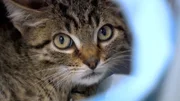 Die zahlreichen Streunerkatzen in Deutschland sind Krankheiten und Hunger ausgesetzt. Manche werden aufgegriffen und kommen ins Tierheim, müssen hier aber erst an den Menschen gewöhnt werden, wie Kater Kriton. Für ihn sind regelmäßig Kuschelstunden angesetzt.