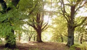 Hutewald im Knüll.