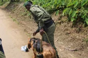 Der Virunga-Nationalpark im Kongo - das Zuhause von vielen bedrohten Tierarten. Hier unterstützt die Wilhelma unter anderem das Bloodhound-Projekt. Ranger bilden Hunde aus, Wildtiere zu schützen und Wilderer zu stellen.