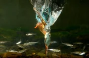 Ökologisch wertvoller als die Stauseen selbst sind die Bereiche oberhalb der Mündungen. Dort staut sich das Wasser bereits, aber die wechselnden Wasserstände durch den Talsperrenbetrieb sind noch kaum zu spüren. Ein Dorado für Libellen, Amphibien und mancherorts sogar den Eisvogel.