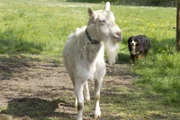 Hund Keks trifft Zacharias Ziege.