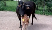 Das Kälbchen wird von seiner Mutter beschnuppert.