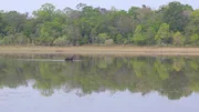 Ein Tapir im Salzsee.