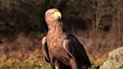 Kein anderes Bundesland hat so viele Stauseen zu bieten wie Nordrheinwestfalen - insgesamt 66. Zwei Dutzend davon bereichern heute die waldigen Hügel des Sieger- und Sauerlandes. Eine Attraktion nicht nur für Angler und Erholungssuchende. - An der Möhnetalsperre kann man Seeadler beobachten.