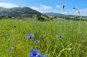 Soweit das Auge reicht, schmücken leuchtend blaue Kornblumen die sanften Hügel der Rhön.