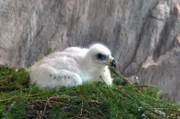 Das Steinadler Küken erblickte das Licht der Welt in einer Felsnische in schwindelnder Höhe.