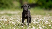 Käpt´n Hook ist einer der Greyhound-Welpen, die im Tierheim Koblenz geboren wurden. Sein Auge macht dem Team Sorgen. Wird sich jemand finden, der einen jungen Hund mit Handicap adoptiert?