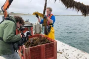 Sylvain Huchette baut vor der Küste der Bretagne Zuckertang an. Sein hoher Proteingehalt ist besonders für Vegetarier gut.