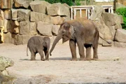 ARD/rbb PANDA, GORILLA & CO., TEIL 249, "Geschichten aus dem Zoo Berlin und Tierpark Berlin", am Donnerstag (08.08.13) um 16:10 Uhr im ERSTEN. Elefantenkinder im Tierpark