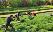 Dreharbeiten während der Ernte der Brunnenkresse Anfang Mai