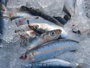 sardinen, frischen fisch, frische sardinen