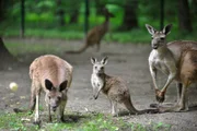 Eine Überraschung der besonderen Art erwartet Tierpflegerin Heike Wegener bei der Beuteltier-Gruppe um Cosma, Shiva und Hagen. Derzeit sind die drei die einzigen Westlichen Grauen Riesenkängurus in einem deutschen Tiergarten.