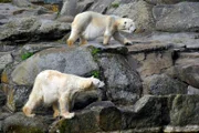 ARD/rbb PANDA, GORILLA & CO., TEIL 251, "Geschichten aus dem Zoo Berlin und Tierpark Berlin", am Montag (12.08.13) um 16:10 Uhr im ERSTEN. Bei den Eisbärdamen ist alles beim Alten. Friedlich leben sie miteinander auf der Felsenanlage des Zoos und kommen sehr gut ohne Männchen aus.