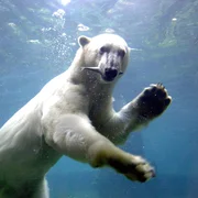 Eisbär Lloyd im Zoo am Meer Bremerhaven.