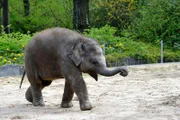 ARD/rbb PANDA, GORILLA & CO., TEIL 251, "Geschichten aus dem Zoo Berlin und Tierpark Berlin", am Freitag um 16:10 Uhr im ERSTEN. Elefanten-Mädchen Anchali hat ihren ersten Milch-Zahn verloren.