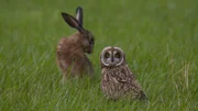 Sumpfohreule und Hase, zwei Arten, die unterschiedlicher nicht sein könnten. Aber beide leben von dem, was die Wiesen Schleswig-Holsteins hergeben.