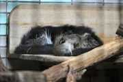 Im Tierpark sind die beiden Schleichkatzen Fiona und Vincent wieder Eltern geworden! Tierpflegerin Petra Schröder will die beiden vier Wochen alten Binturong-Kinder zur Gewichtskontrolle abholen.