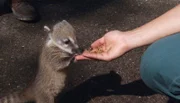 Die kleinen Nasenbärbabys fressen besonders gerne Mehlwürmer.