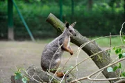 Besonders stolz ist man im Tierpark auf die Neuzugänge bei den Ringelschwanz-Felsenkängurus.
