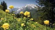 Die Berchtesgadener Alpen
