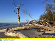 Am Weststrand vom Darss frisst sich die Ostsee ins Land. Der verlorene Sand wird an anderen Stellen wieder angespült und bildet neues Land.