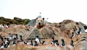 WDR Fernsehen ABENTEUER ERDE, "Sommer der Eisbären", Film von Jonthan Grupper und Craig Ferguson, am Dienstag (02.06.15) um 20:15 Uhr. Dickschnabellummen – für den jungen Eisbären nur ein kleiner Happen, vor lauter Hunger macht er dennoch Jagd auf sie.