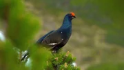 Birkhahn.
