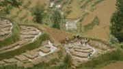 Schon vor rund 7.000 Jahren bauen Menschen in China Reis an. Und noch heute ist das Land der größte Reisproduzent der Welt.