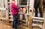 Elefantenbulle Alexander aus dem Allwetterzoo Münster bekommt eine Fußpflege mit einem Winkelschleifer. Schwerstarbeit für Tierpfleger Michi.