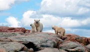 WDR Fernsehen ABENTEUER ERDE, "Sommer der Eisbären", Film von Jonthan Grupper und Craig Ferguson, am Dienstag (02.06.) um 20:15 Uhr. Die Jungen sind etwa ein Jahr alt. Noch werden sie noch von ihrer Mutter gesäugt, bis sie dann, ungefähr nach weiteren anderthalb Jahren, selbstständig werden.