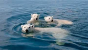 Mutter Eisbär und ihre Zwillinge im Wasser.