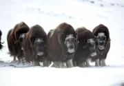 Moschusochsen sind besonders gut an ein Leben in Europas "Gefrierschrank" angepasst. In kleinen Herden trotzen sie dem eisigen Wind und Temperaturen von Minus 40 Grad.