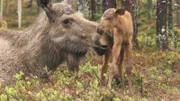 Zur ARTE-Sendung Wildes Skandinavien: Schweden 8: Ende Mai kommen die KŠlber der Elche zur Welt Đ die Mutter leckt Ihr Neugeborenes trocken. © NDR Naturfilm/Goetzl/Nšrenberg Foto: NDR