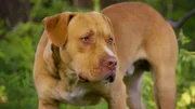 Pit Bull Terrier