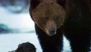 NDR Fernsehen EXPEDITIONEN INS TIERREICH (3) , "Wildes Skandinavien Finnland", am Mittwoch (14.11.12) um 20:15 Uhr. Skeptisch begutachtet der Braunbär seine Umgebung. Gerade erst aus dem Winterschlaf erwacht, würde er sich gerne über einen Elchkadaver hermachen – doch Futterdiebe sind in der Nähe.