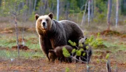 NDR Fernsehen EXPEDITIONEN INS TIERREICH (3) , "Wildes Skandinavien Finnland", am Mittwoch (14.11.12) um 20:15 Uhr. Achtsam reagiert die Bärenmutter auf jedes Geräusch – immer in Bereitschaft, um ihre Jungen zu verteidigen – manchmal auch vor fremden Bärenmännchen, die sich mit ihr paaren wollen.