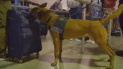 Ein K9 erschnüffelt das Gepäck eines Passagiers. (Kredit: National Geographic)