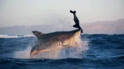 Shark biting.
